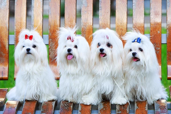 Maltese Dogs Images